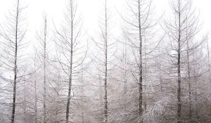 Hoarfrost Covered Trees Drucke: Forest in winter