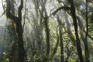 Cloud Forest Spain Drucke: Moss-covered trees in cloud forest