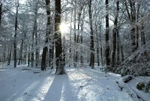 Betula Tree Species Drucke: Sun shining through snow on the branches of a beech tree