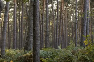 Coniferous Trees Landscape Drucke: Forest