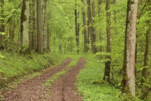 Springtime Forest Scenery Drucke: Forest track