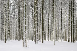 Snowy Coniferous Forest Drucke: Pine forest in winter
