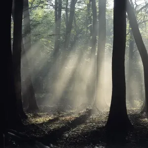 Oak Tree Photography Drucke: Rays of sunlight in oak forest