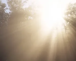 Backlit Forest Drucke: Rays of sunshine, backlight