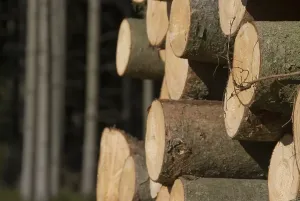 Tree Trunk Removal Drucke: Stack of wood