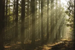 European Coniferous Tree Drucke: Sun rays in a pine forest in winter