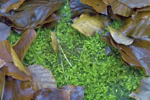Deciduous Tree Autumn Colors Drucke: Beech stump with moss