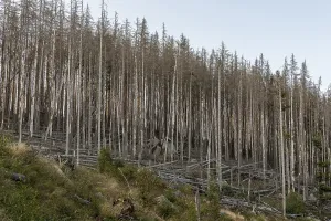 Northern Germany Conifers Drucke: Dead coniferous forest at the Oderteich