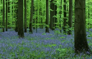 Belgian Countryside Landscapes Drucke: (Endymion nonscriptus) (Scilla non-scripta)