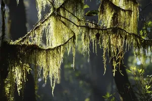 Botany In Southern Europe Drucke: Moss on branches in cloud forest