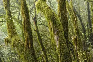La Gomera Forest Drucke: Moss-covered trees in the cloud forest