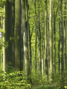 Beech Forest Landscape Photo Drucke: Deciduous forest in spring, beech forest in spring