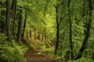 German Countryside Nature Photography Drucke: A forest path in a mixed forest with deciduous trees