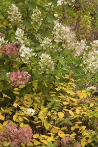 Kategorie Wälder Drucke: Smothes Hydrangea oder Wilde Hydrangea (Hydrangea arborescens)
