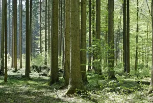 Agriculture Photography Drucke: Forest deciduous forest in spring