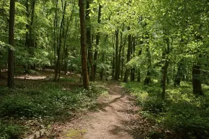 Deciduous Forest Path Drucke: Forest path, deciduous forest, spring