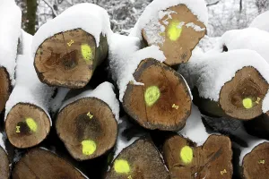 Geschnittene Bäume, Baumstämme in einem Wald.