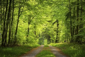 Uninhabited Forest Paths Drucke: A forest path in a forest with various deciduous trees