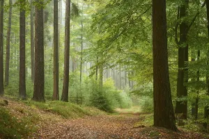 Gerahmter Druck : Weg, Wald, Konifer, Laubbaum Gerahmter Druck : Weg, Wald, Konifer, Laubbaum