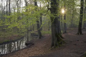 North Rhine Westphalia Forests Drucke: Stream and beech forest in spring