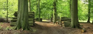 Uninhabited Beech Forest Drucke: Beech forest with stacked tree trunks on a forest path