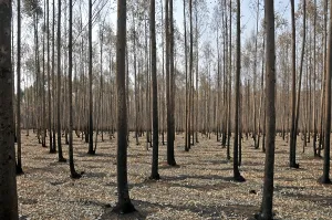 Deserted Eucalyptus Forest Drucke: Eucalyptus forest (Eucalyptus)