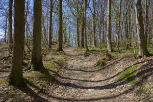 Deciduous Forest Landscapes Drucke: Forest path, bald, deciduous forest