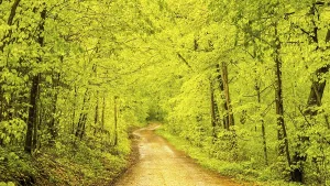 Waldweg im Frühling, Buchen (Fagus sylvatica).