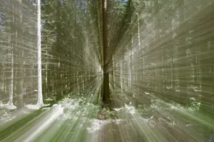 Forest Scenery With Sunlight Drucke: Landscape, forest, rays of light