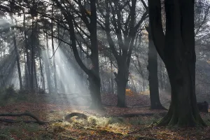 European Beech Woods Drucke: Rays of light in a beech forest