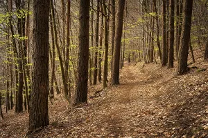 Uninhabited German Woods Drucke: Forest landscape, a forest path in spring