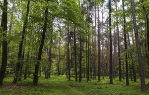 Kategorie Wälder Drucke: Waldweg durch einen Laubwald.