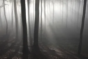 Morning Atmosphere In Woods Drucke: Beech (Fagus sylvatica) forest in mist