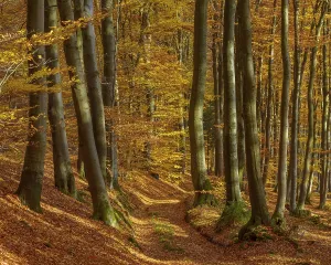 Uninhabited Beech Forest Drucke: Path in Beech Forest in Autumn
