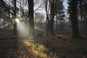Northern Germany Woodland Scene Drucke: Rays of light in a beech forest
