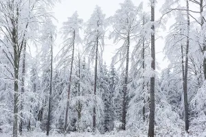 Sehr spärlicher Wald wegen Baumsterbens.