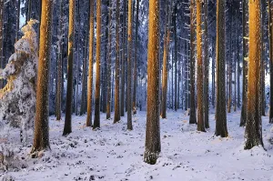 Daytime Winter Landscape Drucke: Spruce forest in the light of the setting sun