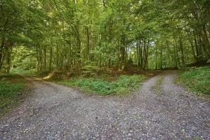 Odenwald Forest Scene Drucke: Forest, beech trees, fork in the road