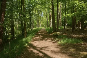 Empty Forest Path Germany Drucke: Forest path, deciduous forest, spring