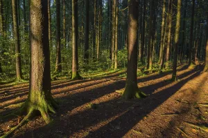 Nature Open Air Photography Drucke: Sunset in forest
