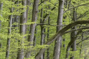 Thuringia Germany Nature Drucke: Beech forest (Fagus sylvatica)