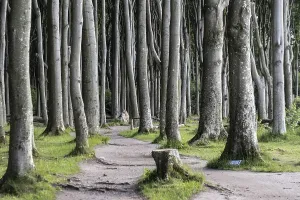 Uninhabited German Forests Drucke: Beech forest (Fagus sylvatica)