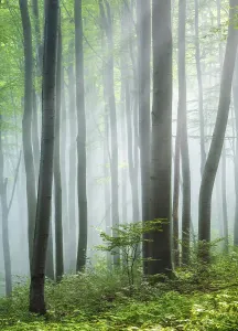 Uninhabited Beech Forest Drucke: Beech forest flooded with light