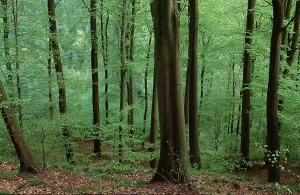 Buchenwald im Frühling, Gemeine Buche (Fagus sylvatica)