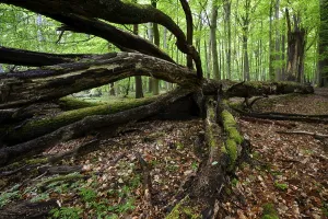 Springtime In North Rhine Westphalia Drucke: Beech forest in spring, dead tree