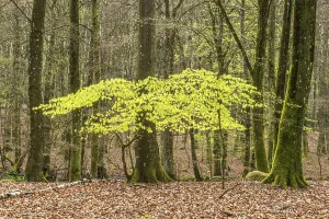 Springtime Deciduous Trees Drucke: Beech forest in springtime in Ystad Municipality