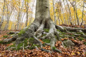 European Beech Woodland Drucke: Common beech (Fagus sylvatica)