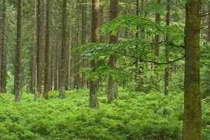 Weather Forecast Germany Drucke: Coniferous forest, rain, spring