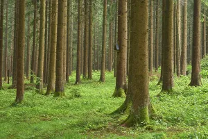 Kategorie Wälder Drucke: Nadelwald, Regen, Frühling.