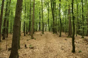 Peaceful Forest Path Drucke: Deciduous forest with light-coloured path